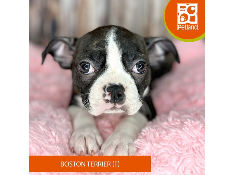Boston Terrier-Female-Brindle / White-4009399-Petland Dayton