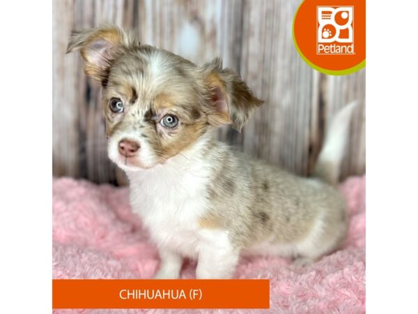 Chihuahua DOG Female Chocolate Merle 8832 Petland Dayton, Ohio