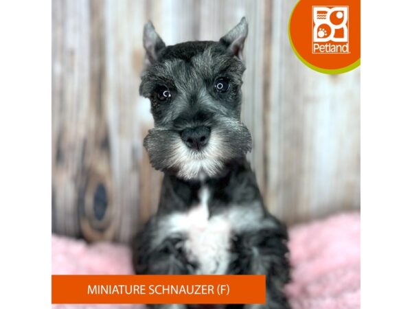 Miniature Schnauzer DOG Female Salt / Pepper 8834 Petland Dayton, Ohio