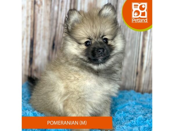 Pomeranian DOG Male Sable 8835 Petland Dayton, Ohio