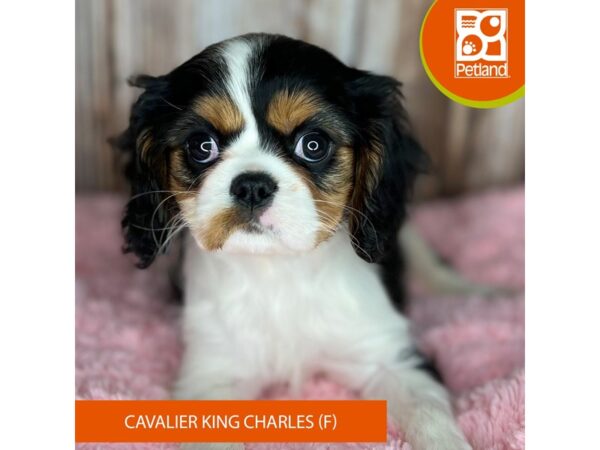 Cavalier King Charles Spaniel-DOG-Female-Black White / Tan-8836-Petland Dayton, Ohio