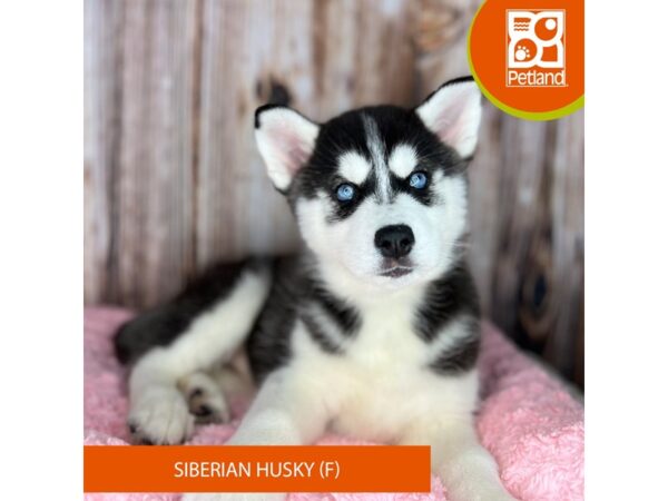 Siberian Husky DOG Female Black / White 8838 Petland Dayton, Ohio