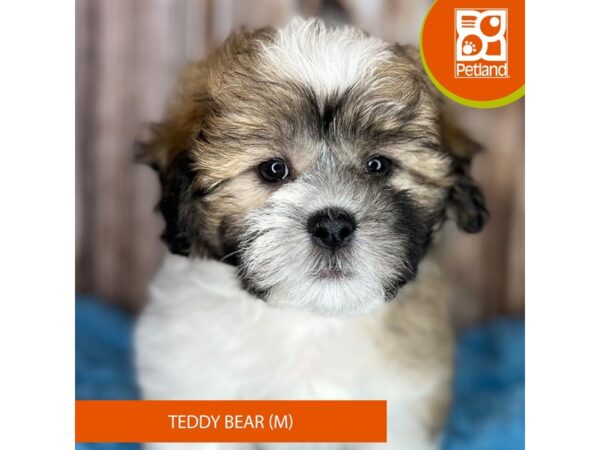 Teddy Bear Dog Male Gold / White 8840 Petland Dayton, Ohio