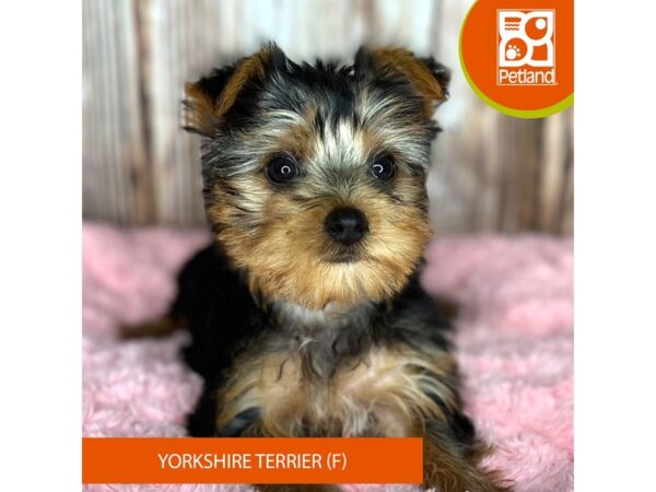 Yorkshire Terrier-Dog-Female-Black / Tan-8841-Petland Dayton, Ohio