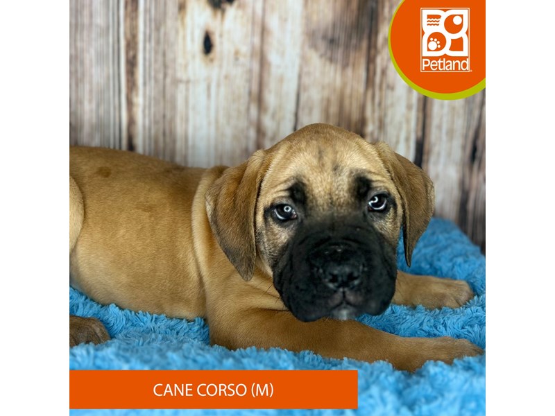 Cane Corso Puppy Fawn ID8842 Located at Petland Dayton, Ohio