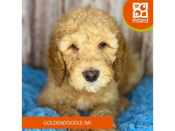 Goldendoodle-DOG-Male-Apricot-8850-Petland Dayton, Ohio