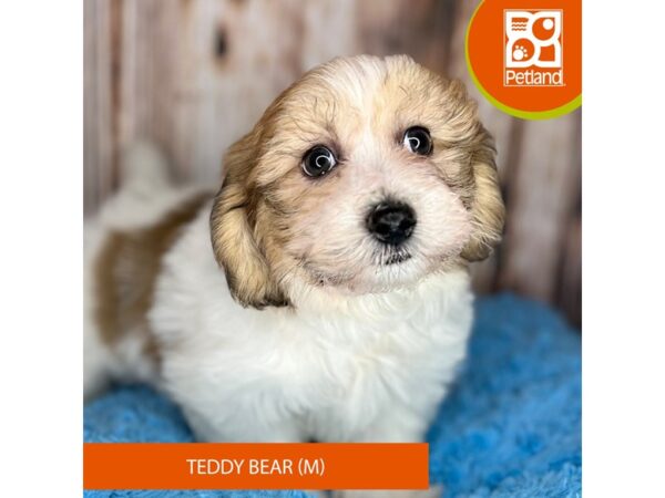 Teddy Bear-Dog-Male-Sable / White-8848-Petland Dayton, Ohio