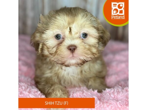 Shih Tzu DOG Female Lavender 8847 Petland Dayton, Ohio