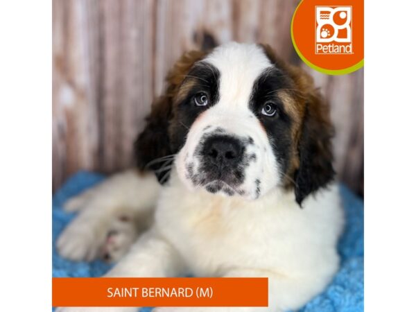 Saint Bernard-DOG-Male-Sable / White-8846-Petland Dayton, Ohio