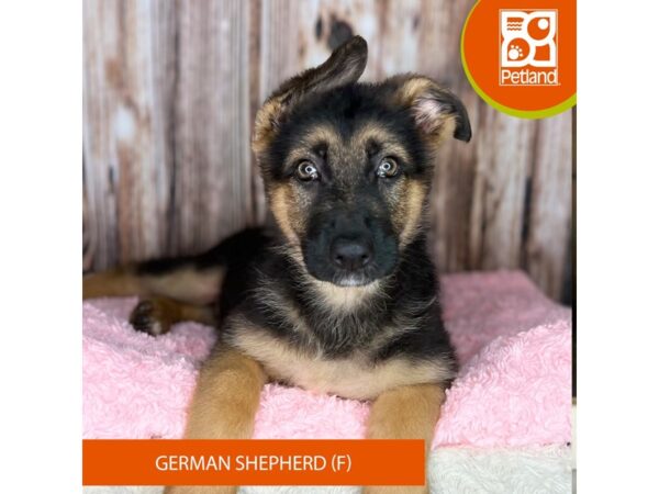 German Shepherd Dog Female Black / Tan 8845 Petland Dayton, Ohio