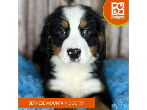 Bernese Mountain Dog DOG Male Black White / Tan 8844 Petland Dayton, Ohio