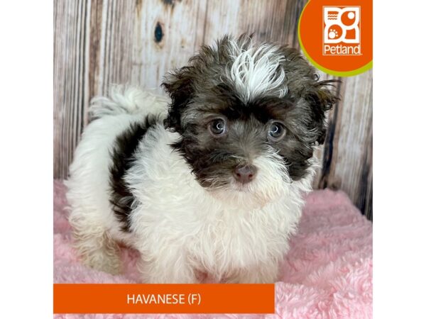 Havanese Dog Female Tri-Colored 8849 Petland Dayton, Ohio