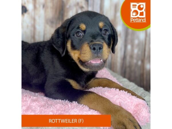 Rottweiler Dog Female Black / Tan 8823 Petland Dayton, Ohio