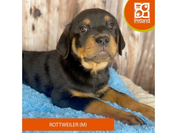 Rottweiler DOG Male Black / Tan 8824 Petland Dayton, Ohio