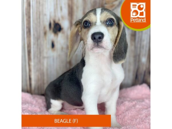 Beagle-Dog-Female-Blue White / Tan-8851-Petland Dayton, Ohio