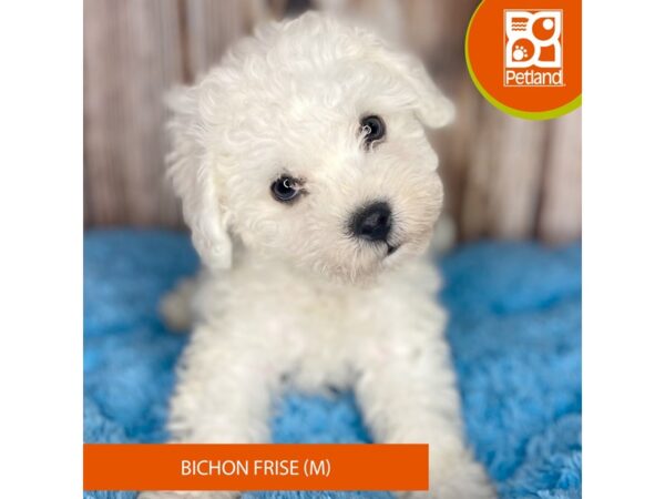 Bichon Frise Dog Male White 8852 Petland Dayton, Ohio