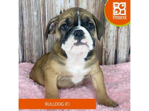 Bulldog-Dog-Female-Red-8853-Petland Dayton, Ohio