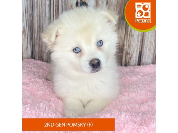 Pomsky 2nd Gen Dog Female Cream 8858 Petland Dayton, Ohio