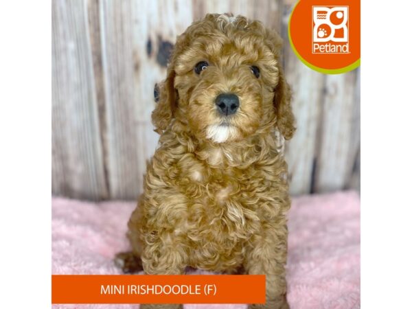 Irishdoodle Mini-Dog-Female-Red-8859-Petland Dayton, Ohio