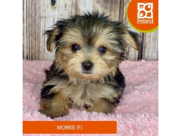 Morkie-Dog-Female-Black / Tan-8866-Petland Dayton, Ohio