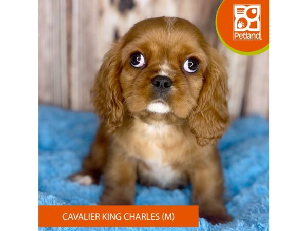 Cavalier King Charles Spaniel-DOG-Male-Ruby-8860-Petland Dayton, Ohio