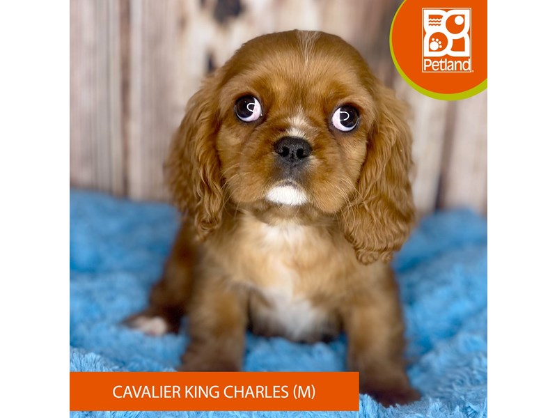 cavalier king charles spaniel