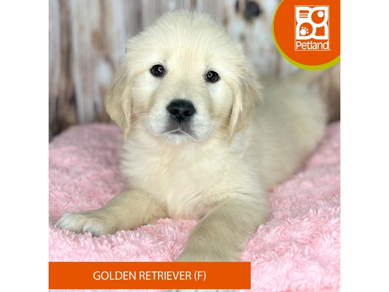 Golden Retriever-Female-Golden-4027849-Petland Dayton