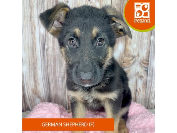 German Shepherd-Dog-Female-Black / Tan-8874-Petland Dayton, Ohio