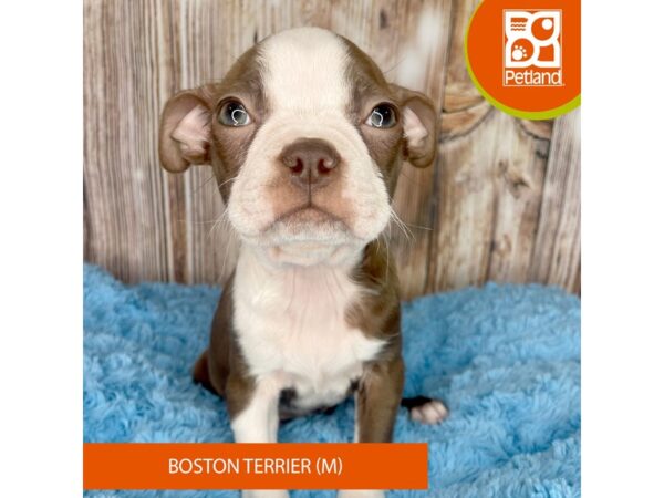 Boston Terrier Dog Male Red / White 8872 Petland Dayton, Ohio