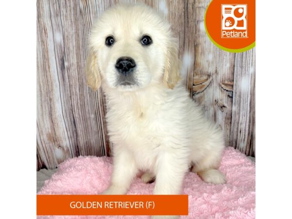 Golden Retriever Dog Female Golden 8867 Petland Dayton, Ohio