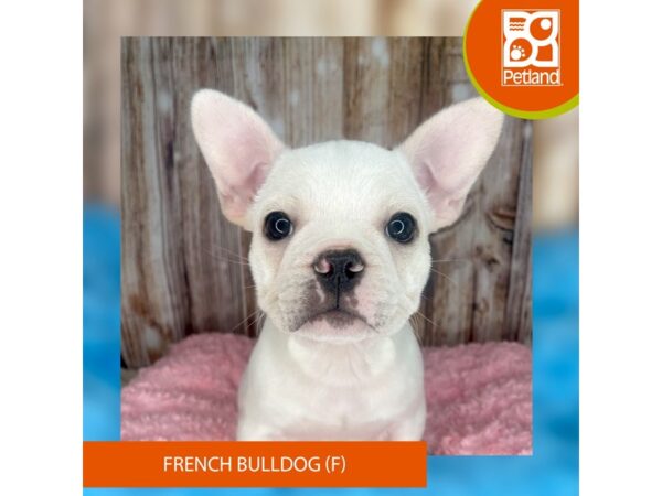 French Bulldog-Dog-Female-White-8854-Petland Dayton, Ohio