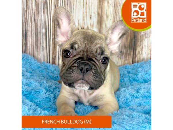 French Bulldog-Dog-Male-Fawn-8855-Petland Dayton, Ohio