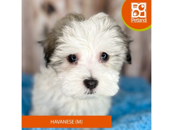 Havanese-Dog-Male-Tri-Colored-8878-Petland Dayton, Ohio
