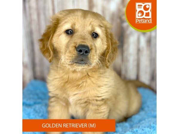 [#8887] Dark Golden Male Golden Retriever Puppies For Sale