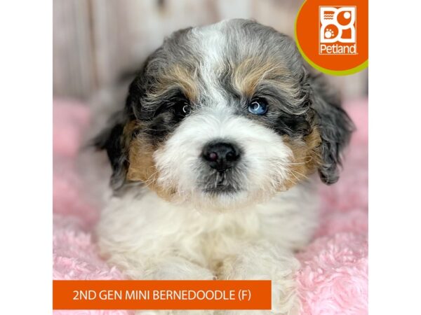 Bernedoodle Mini 2nd Gen Dog Female Blue Merle 8886 Petland Dayton, Ohio