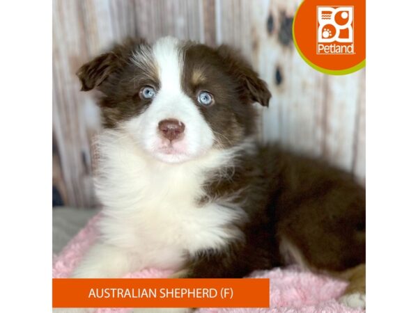 Australian Shepherd Dog Female Red 8879 Petland Dayton, Ohio