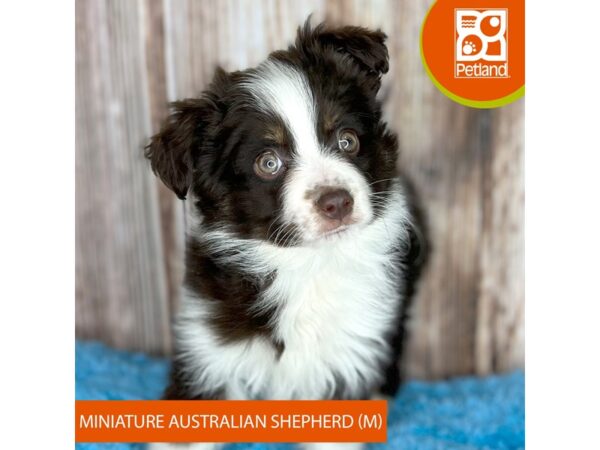 Miniature Australian Shepherd-Dog-Male-Red Tan / White-8880-Petland Dayton, Ohio