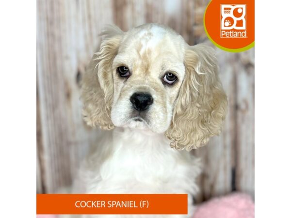 Cocker Spaniel Dog Female Buff / White 8881 Petland Dayton, Ohio