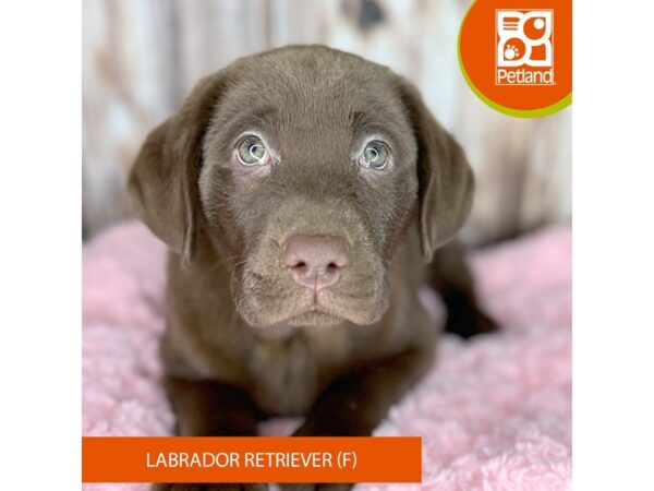 Labrador Retriever Dog Female Chocolate 8882 Petland Dayton, Ohio