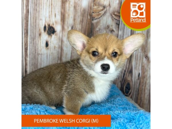 Pembroke Welsh Corgi-Dog-Male-Sable / White-8883-Petland Dayton, Ohio