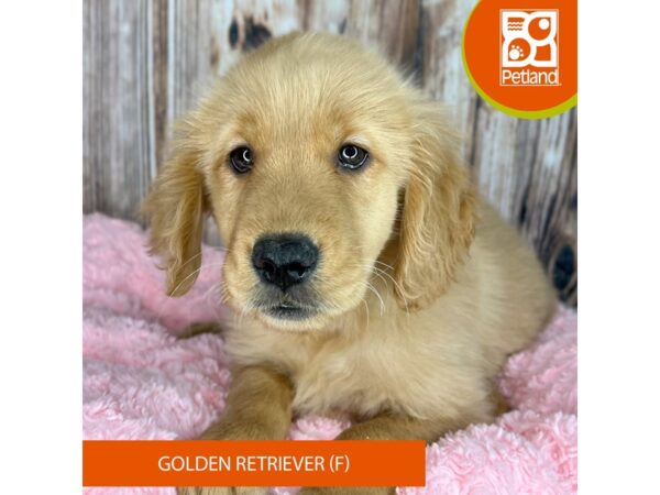 Golden Retriever Dog Female Golden 8885 Petland Dayton, Ohio