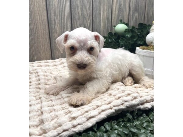 Miniature Schnauzer-Dog-Female-White-8897-Petland Dayton, Ohio