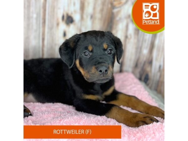 Rottweiler Dog Female Black / Rust 8905 Petland Dayton, Ohio