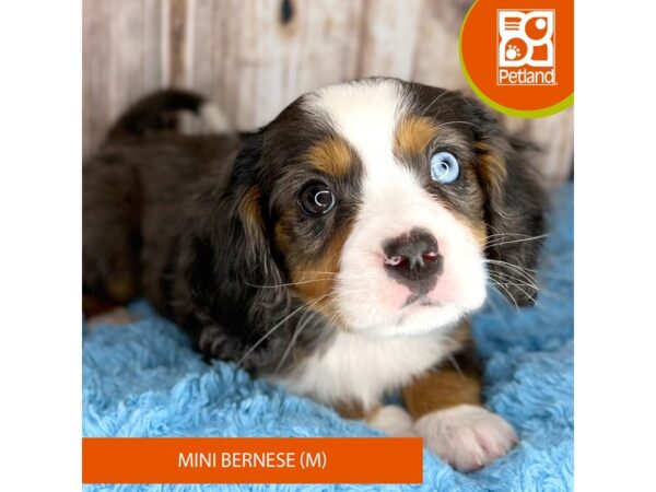 [#8903] Blue Merle Male Mini Bernese Puppies For Sale
