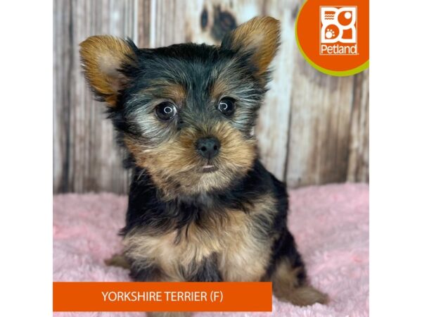 Yorkshire Terrier Dog Female Black / Tan 8900 Petland Dayton, Ohio