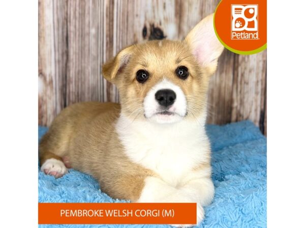 [#8898] Sable / White Male Pembroke Welsh Corgi Puppies For Sale