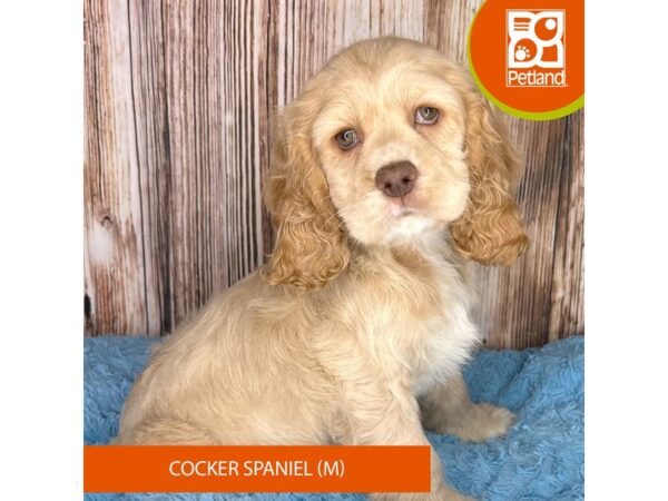 Cocker Spaniel Dog Male Buff 8896 Petland Dayton, Ohio