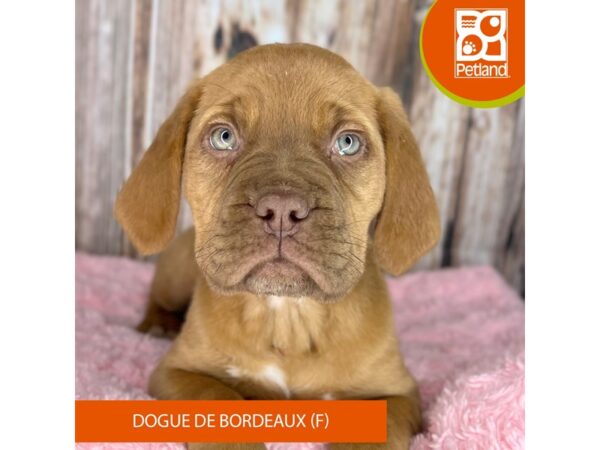 Dogue de Bordeaux Dog Female Red 8892 Petland Dayton, Ohio