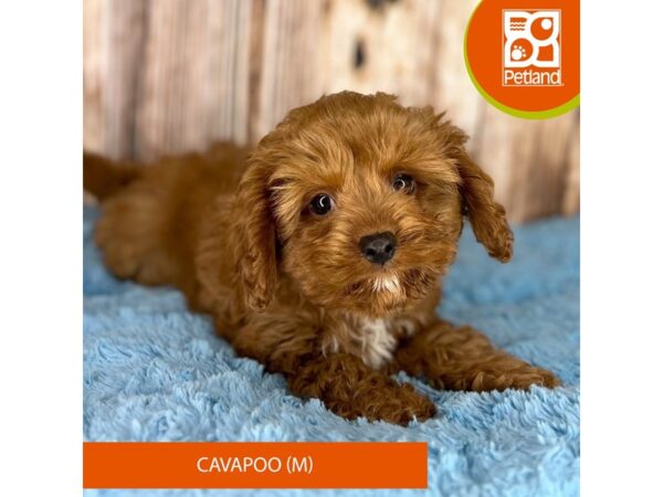 Cavapoo-Dog-Male-Red-8895-Petland Dayton, Ohio