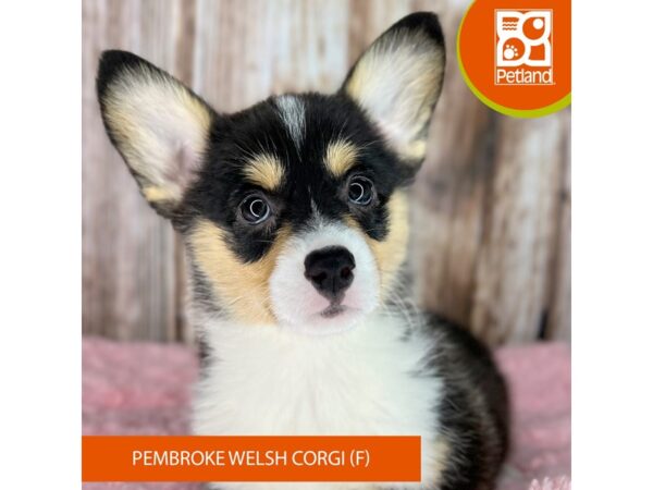 [#8894] Tri Female Pembroke Welsh Corgi Puppies For Sale